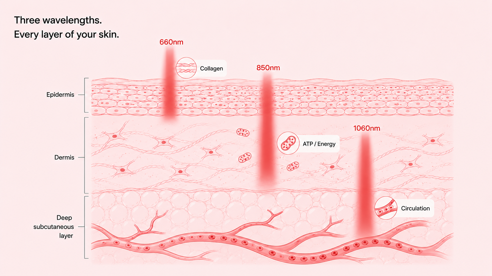Red Light Therapy, Explained by the Science